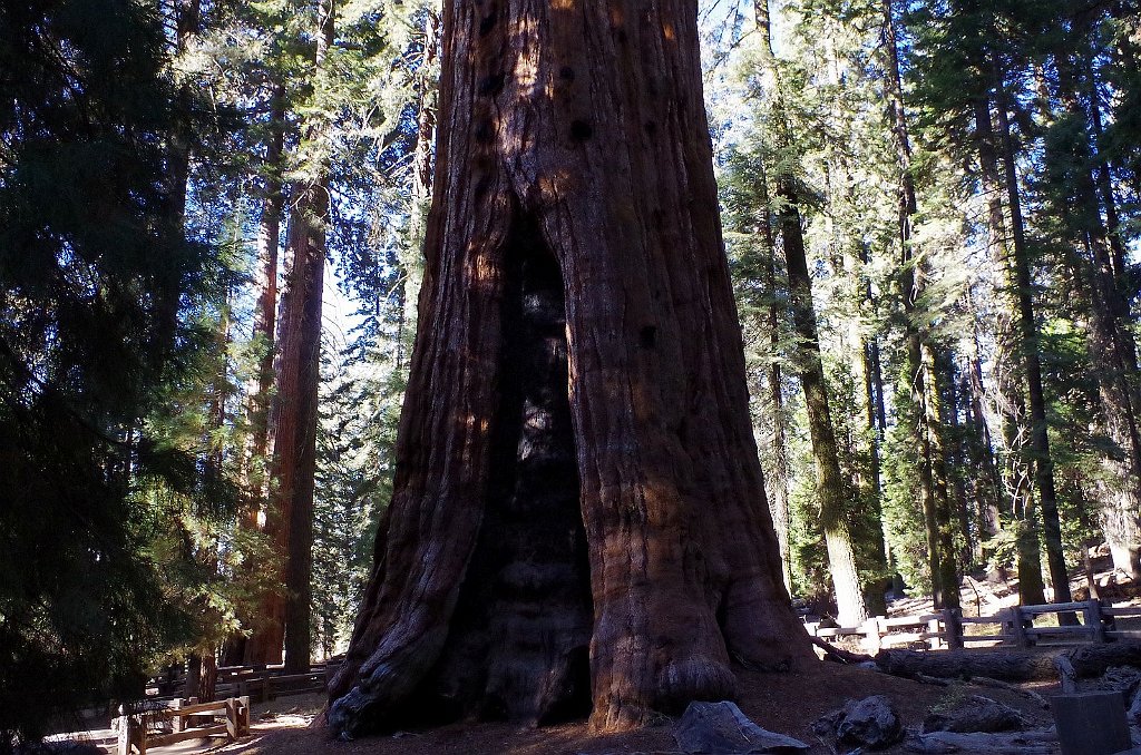 2019_1104_091249.JPG - Sequoia NP - Congress Trail
