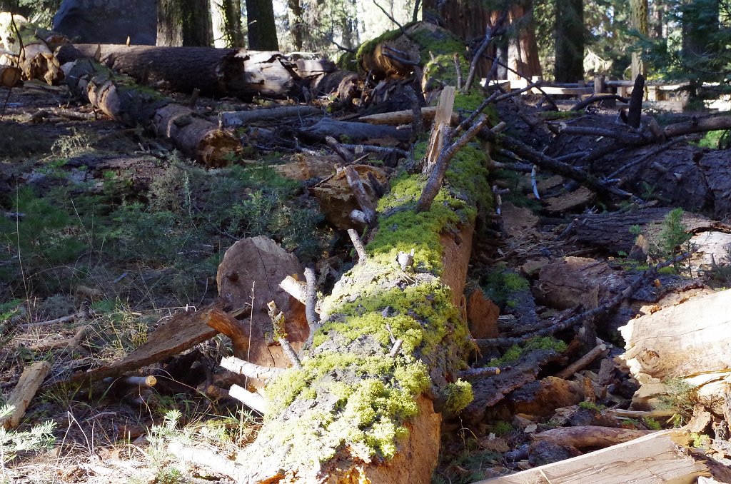 2019_1104_091626.JPG - Sequoia NP - Congress Trail