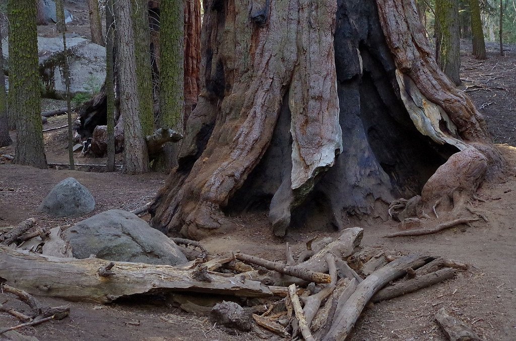 2019_1104_092313.JPG - Sequoia NP - Congress Trail