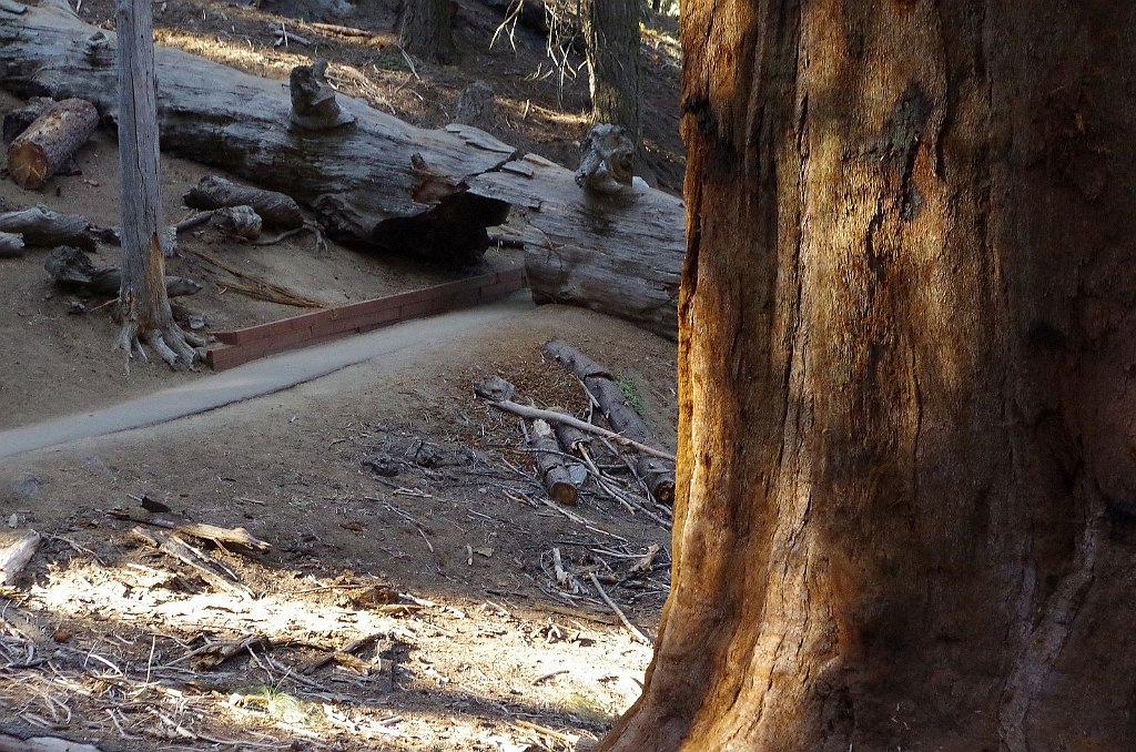 2019_1104_093231.JPG - Sequoia NP - Congress Trail