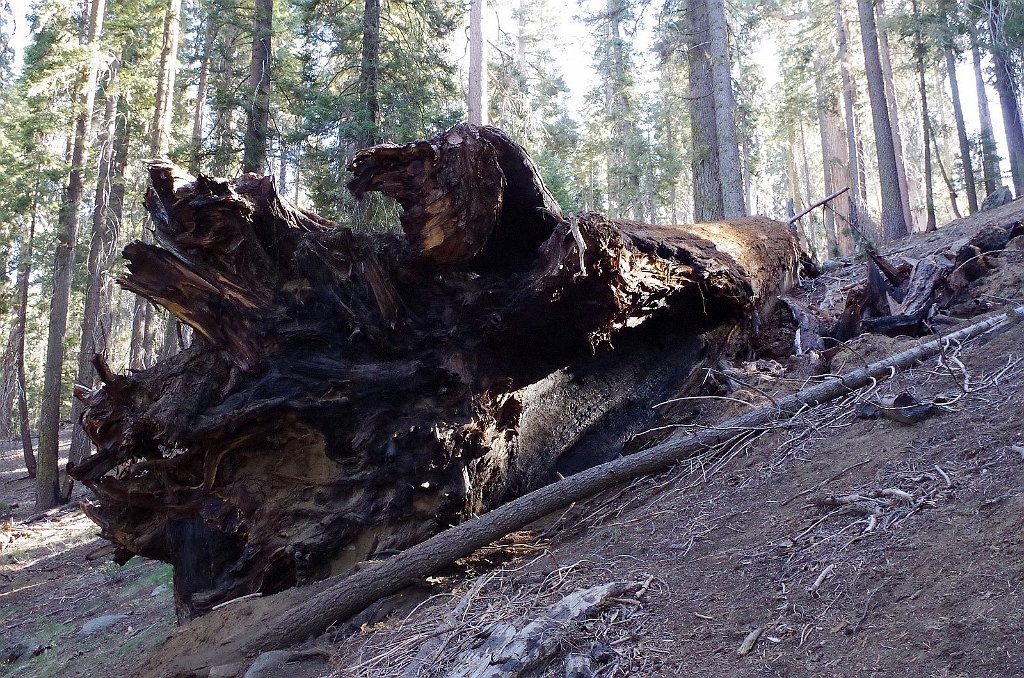 2019_1104_093338.JPG - Sequoia NP - Congress Trail