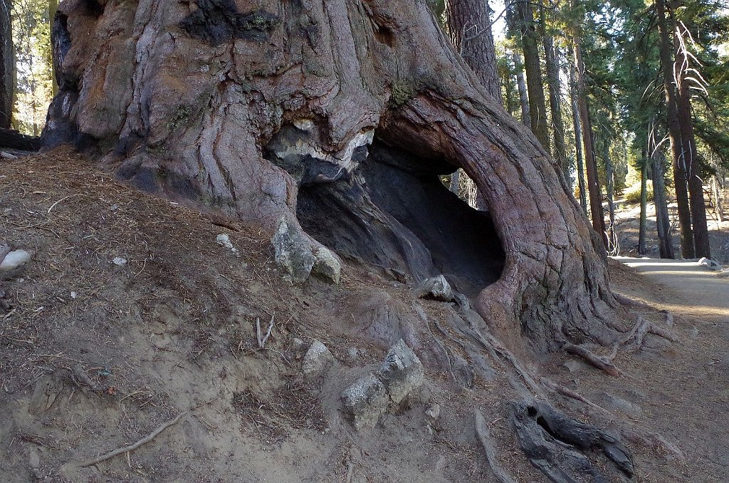 2019_1104_093606.JPG - Sequoia NP - Congress Trail