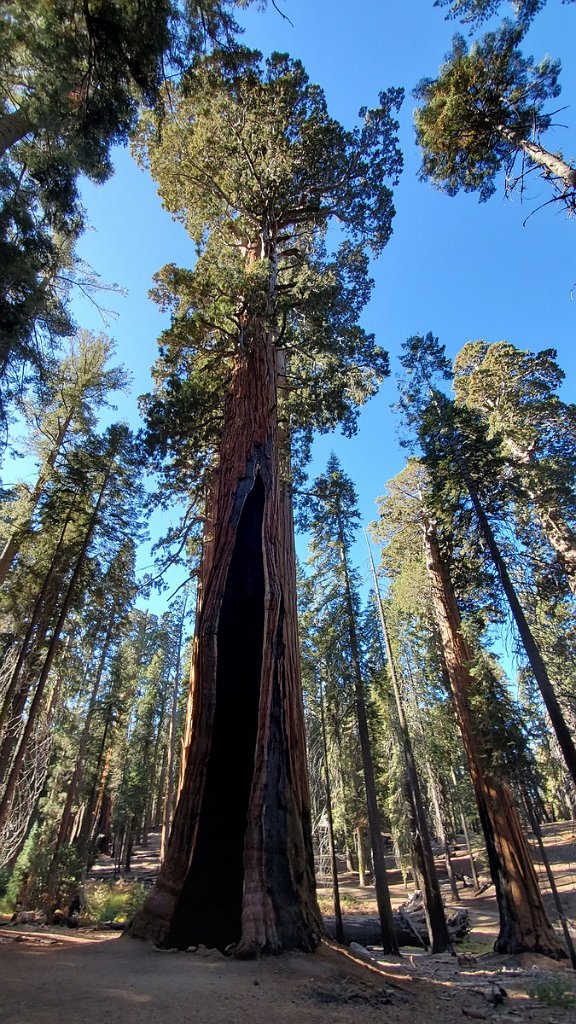2019_1104_094054.jpg - Sequoia NP - Congress Trail