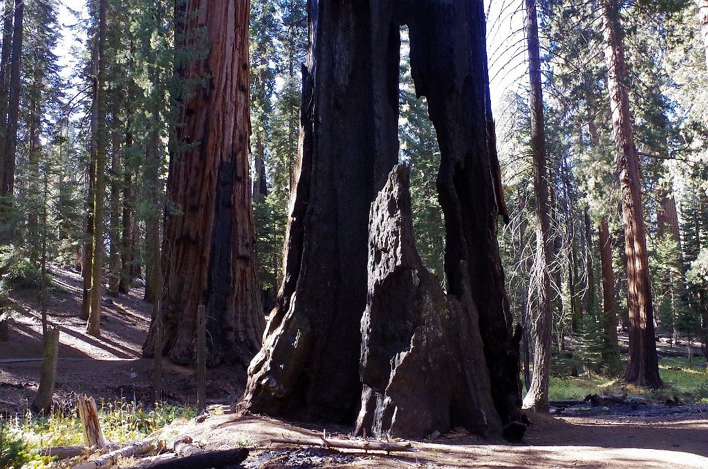 2019_1104_094430.JPG - Sequoia NP - Congress Trail