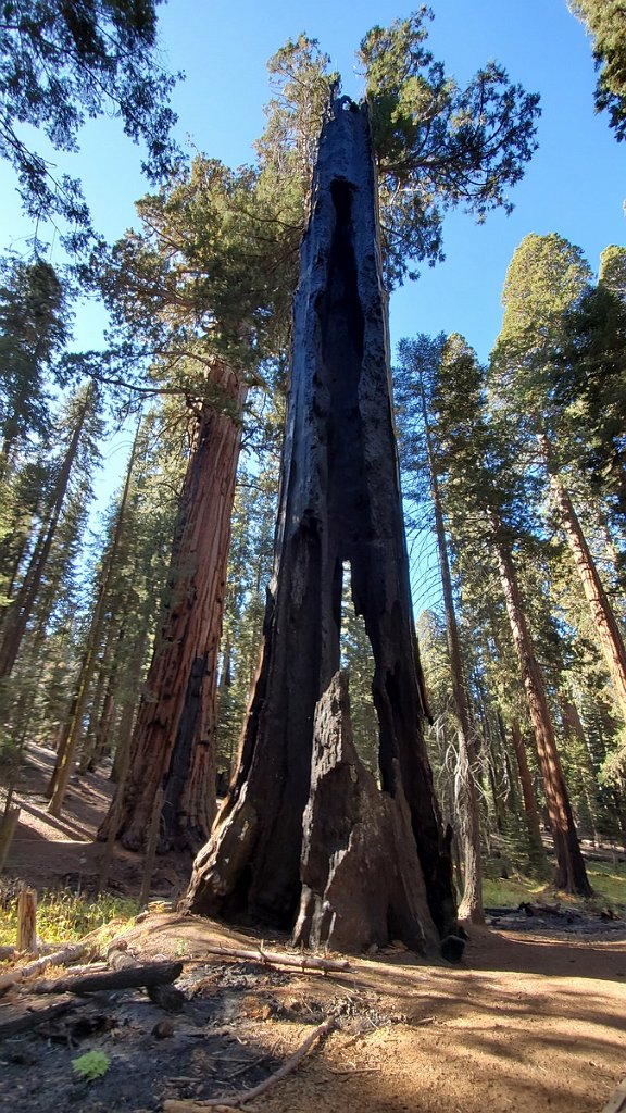 2019_1104_094606.jpg - Sequoia NP - Congress Trail
