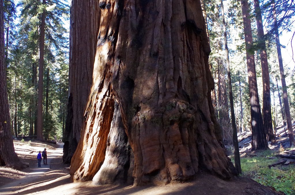 2019_1104_094842.JPG - Sequoia NP - Congress Trail