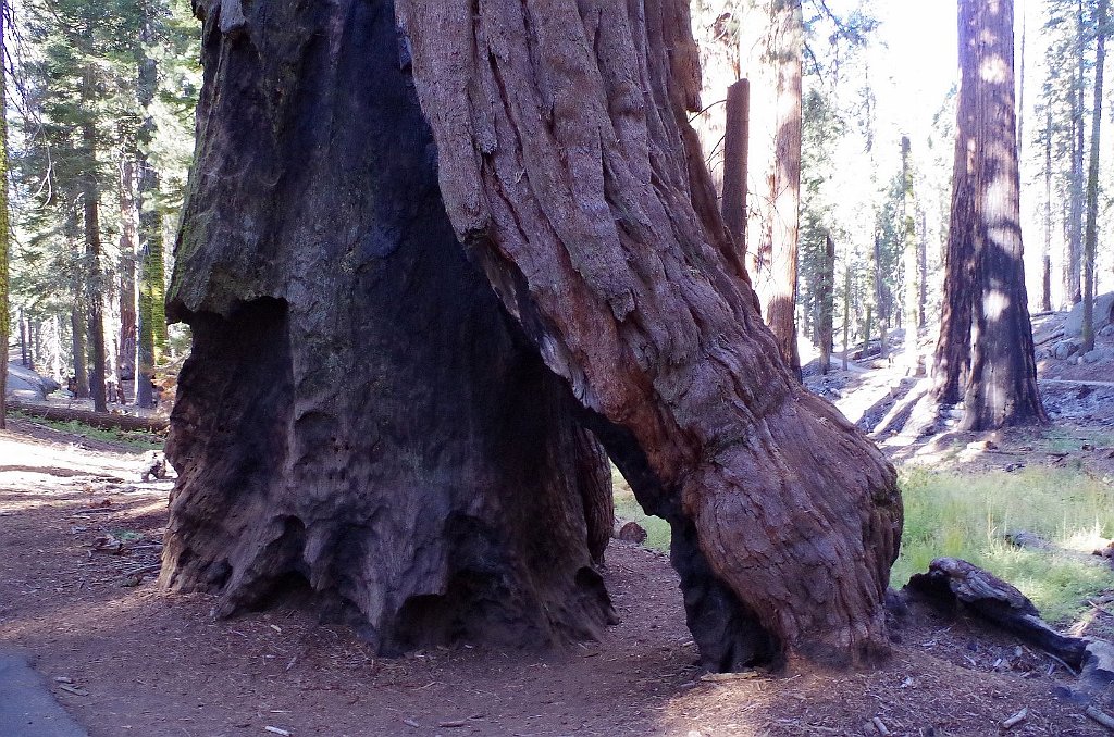 2019_1104_094906.JPG - Sequoia NP - Congress Trail