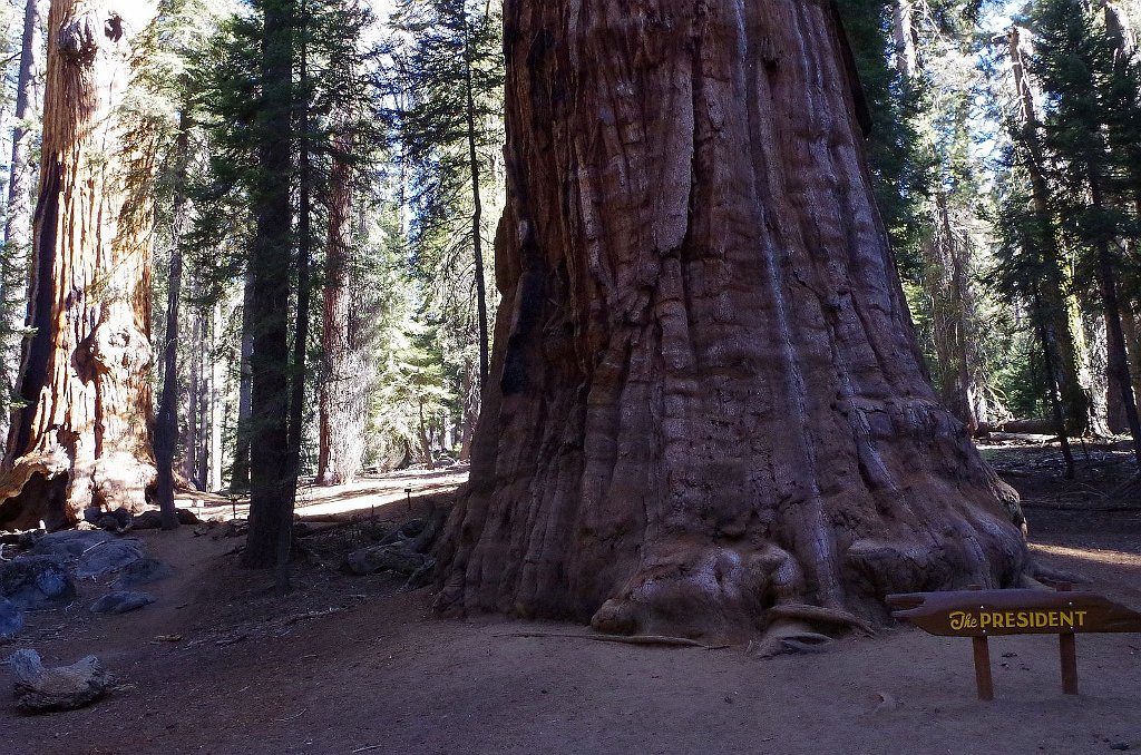 2019_1104_095405.JPG - Sequoia NP - Congress Trail - The President