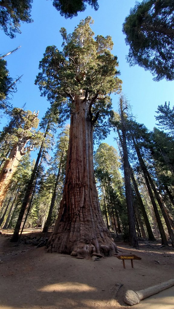 2019_1104_095550.jpg - Sequoia NP - Congress Trail - The President