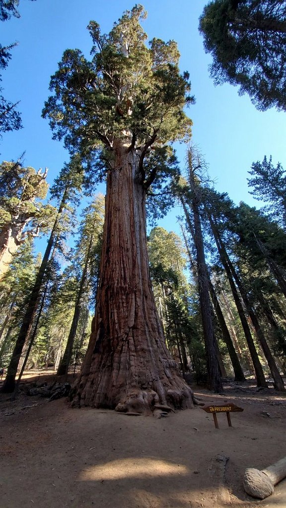 2019_1104_095629.jpg - Sequoia NP - Congress Trail - The President