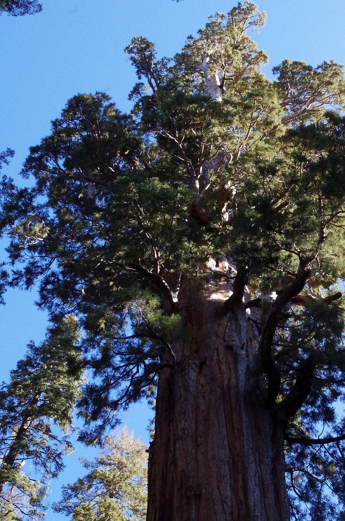 2019_1104_095639.JPG - Sequoia NP - Congress Trail - The President