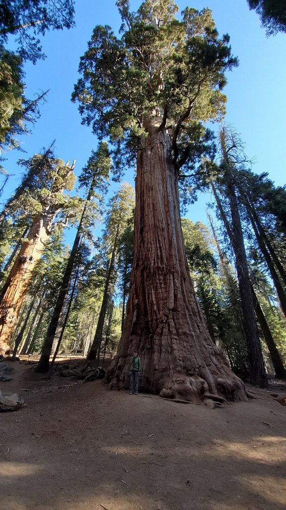 2019_1104_095950.jpg - Sequoia NP - Congress Trail - The President