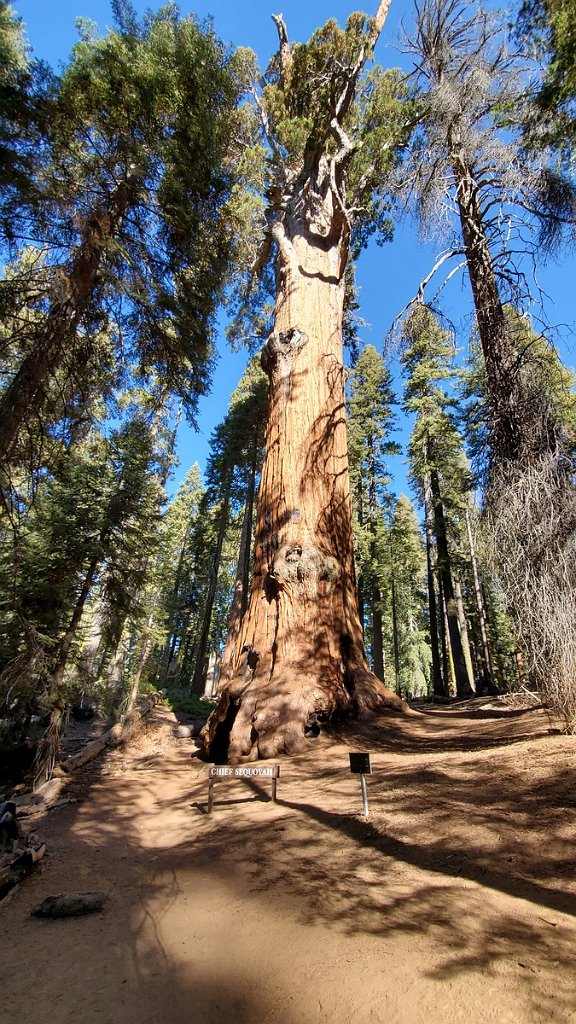2019_1104_100144.jpg - Sequoia NP - Congress Trail - Chief Seqooyah