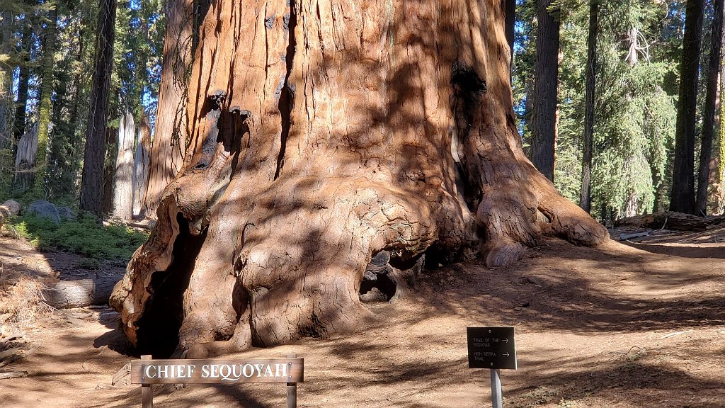 2019_1104_100158.jpg - Sequoia NP - Congress Trail - Chief Seqooyah