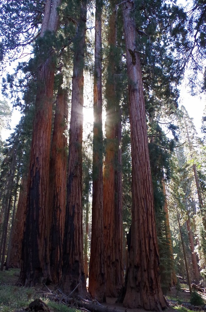 2019_1104_100232.JPG - Sequoia NP - Congress Trail