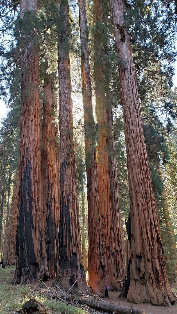 2019_1104_100425.jpg - Sequoia NP - Congress Trail