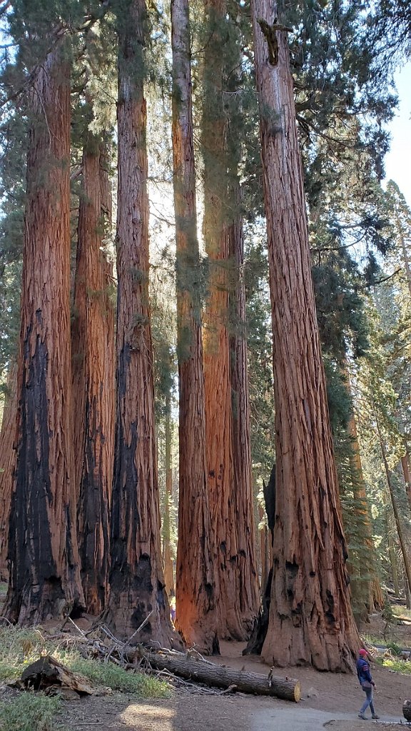 2019_1104_100448.jpg - Sequoia NP - Congress Trail