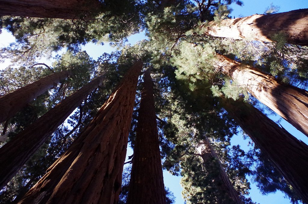 2019_1104_100505.JPG - Sequoia NP - Congress Trail