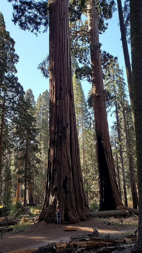 2019_1104_100519.jpg - Sequoia NP - Congress Trail