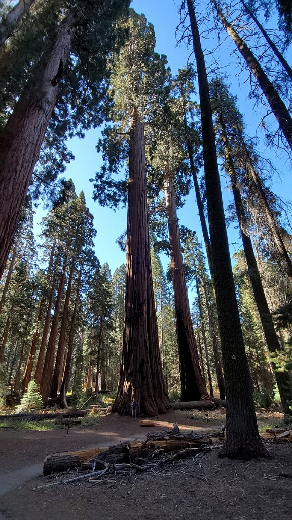 2019_1104_100526.jpg - Sequoia NP - Congress Trail