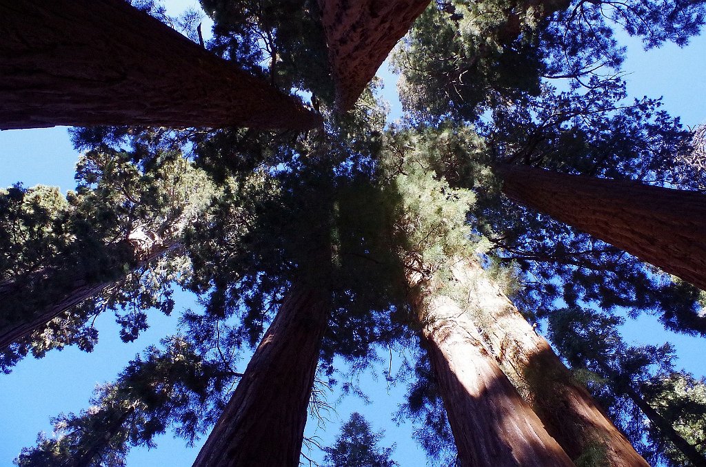 2019_1104_100540.JPG - Sequoia NP - Congress Trail