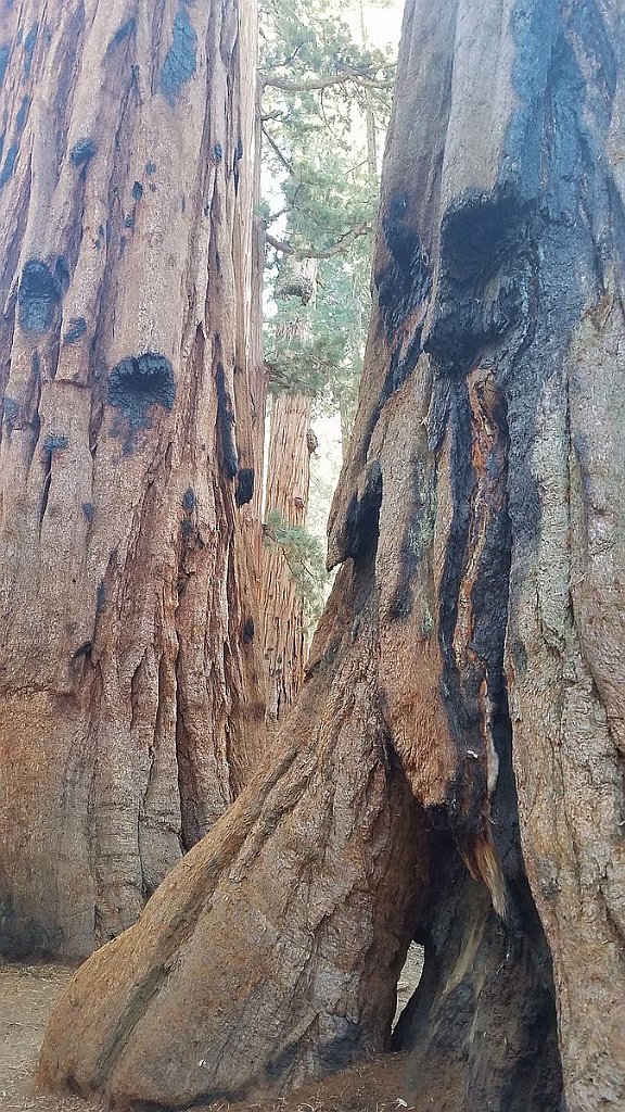 2019_1104_100613.jpg - Sequoia NP - Congress Trail