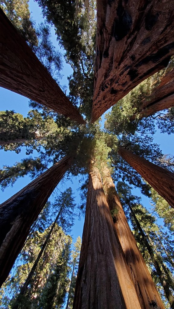 2019_1104_100706.jpg - Sequoia NP - Congress Trail