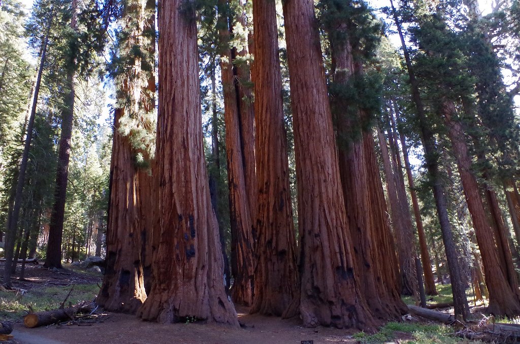 2019_1104_100710.JPG - Sequoia NP - Congress Trail