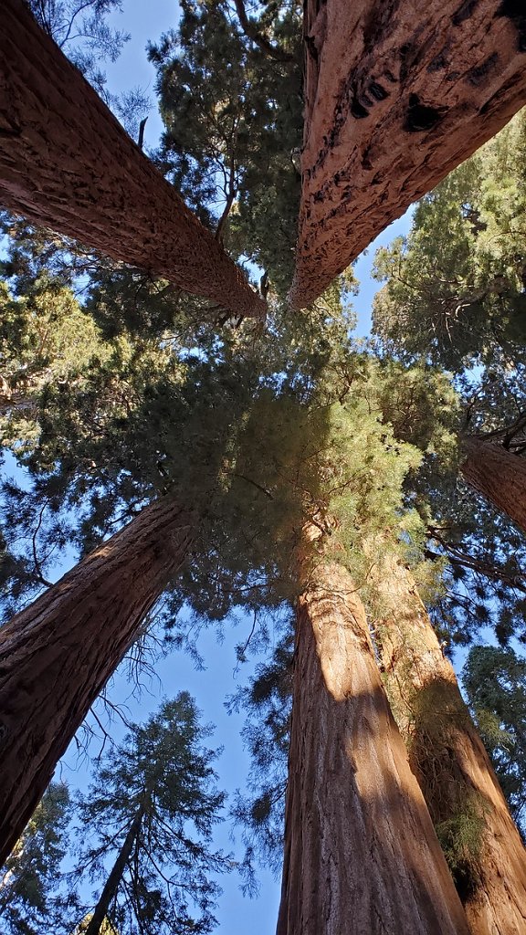 2019_1104_100712.jpg - Sequoia NP - Congress Trail
