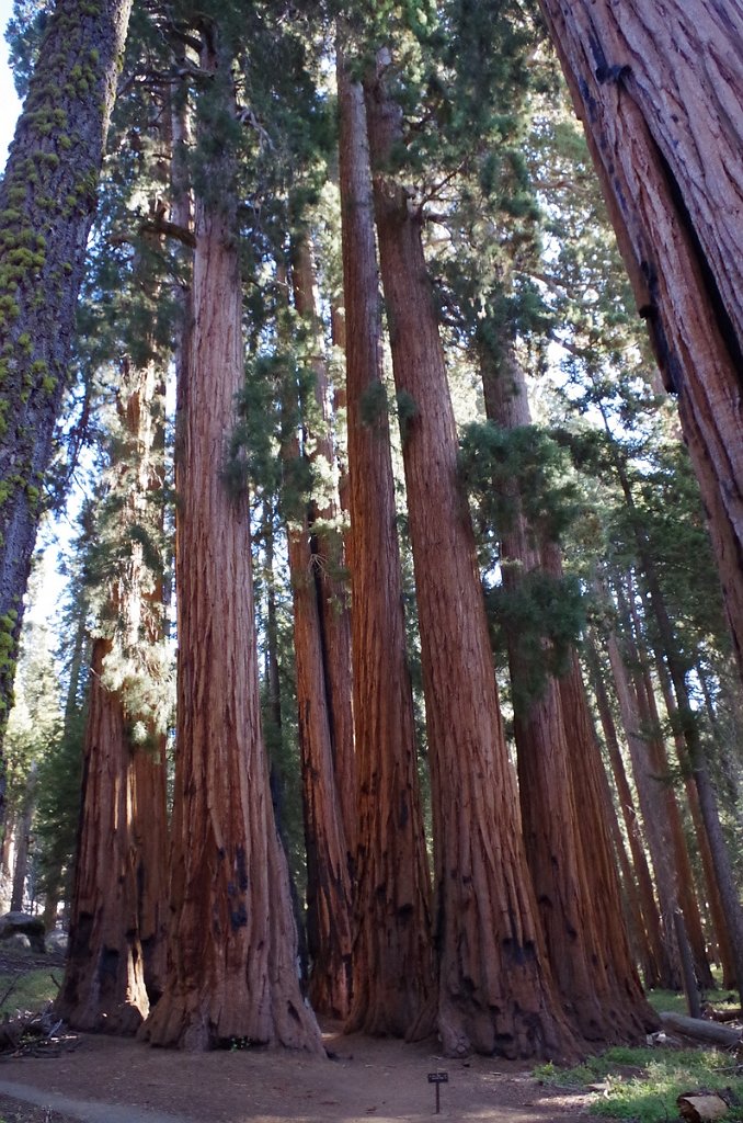 2019_1104_100729.JPG - Sequoia NP - Congress Trail