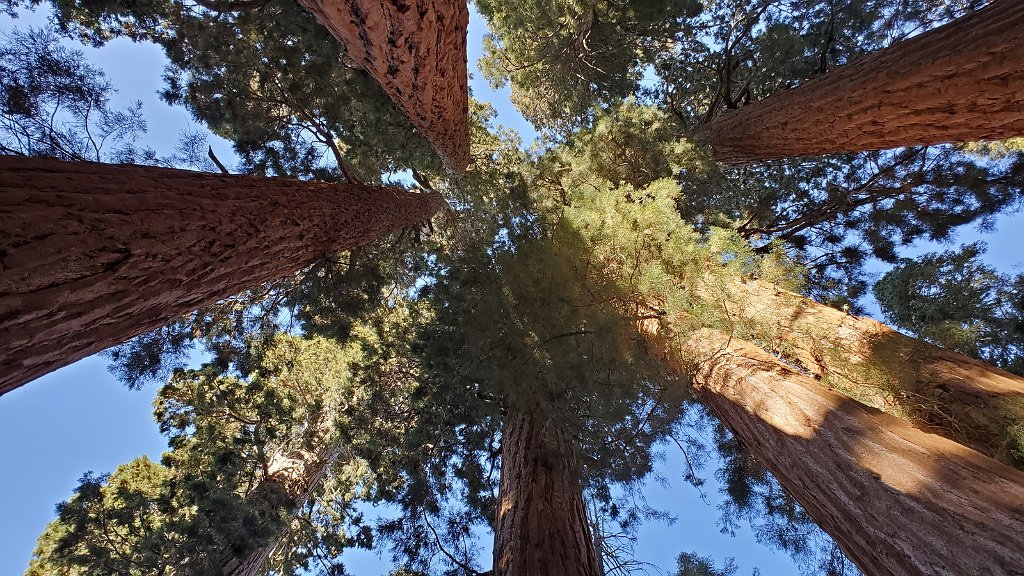 2019_1104_100734.jpg - Sequoia NP - Congress Trail