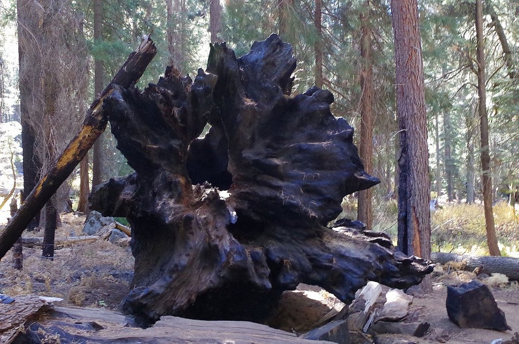 2019_1104_100855.JPG - Sequoia NP - Congress Trail