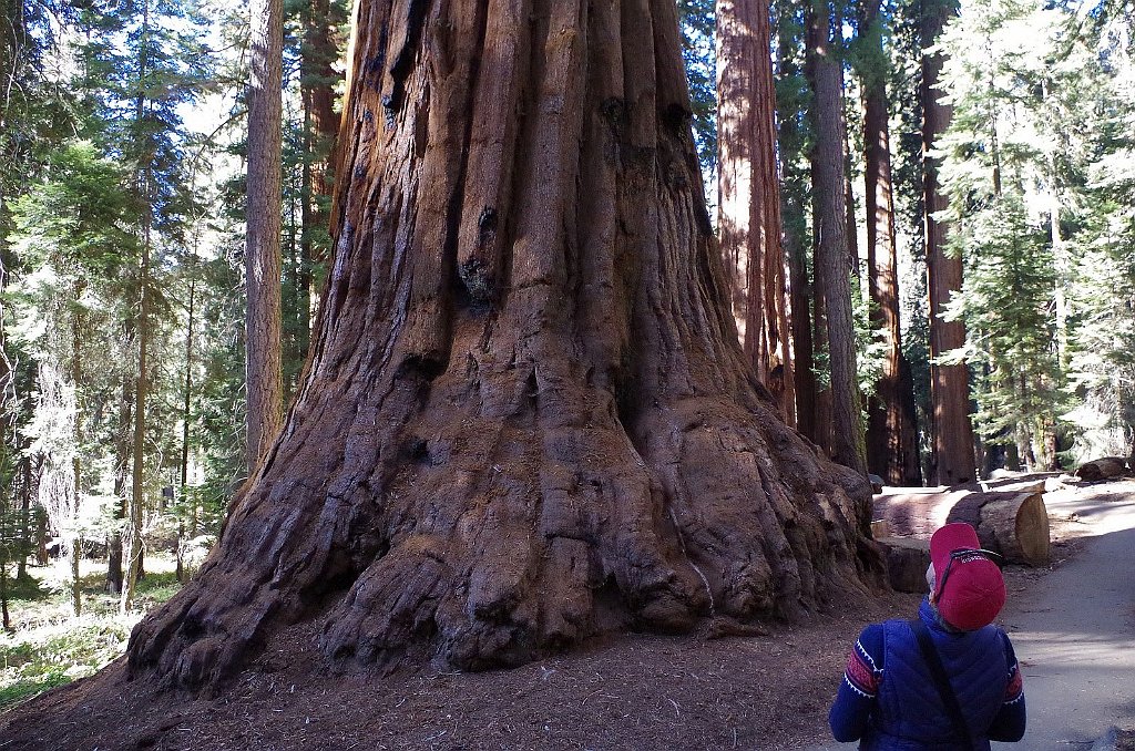 2019_1104_101005.JPG - Sequoia NP - Congress Trail