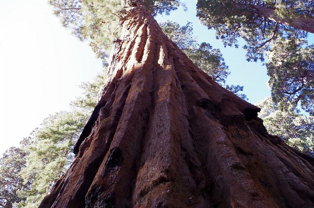 2019_1104_101023.JPG - Sequoia NP - Congress Trail