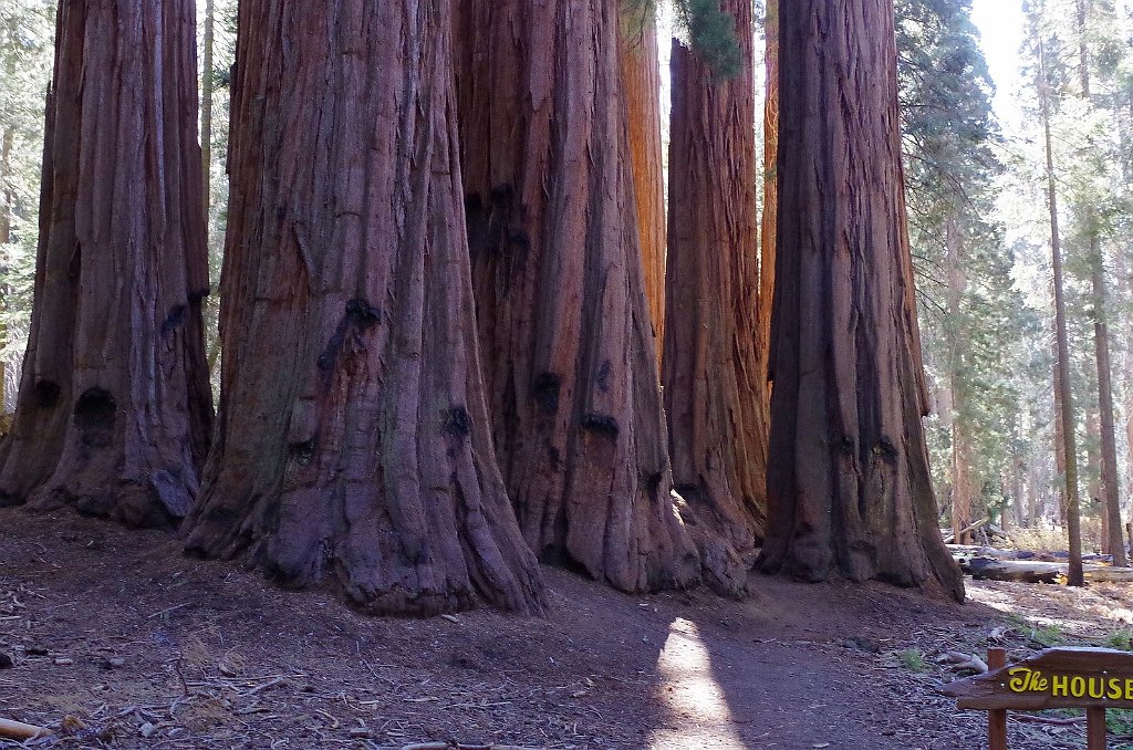 2019_1104_101222.JPG - Sequoia NP - Congress Trail - The House