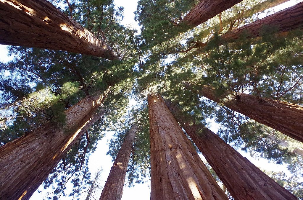 2019_1104_101306.JPG - Sequoia NP - Congress Trail - The House