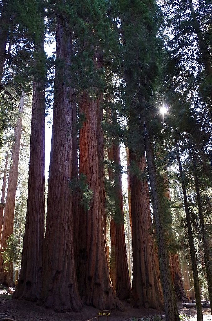 2019_1104_101654.JPG - Sequoia NP - Congress Trail - The House