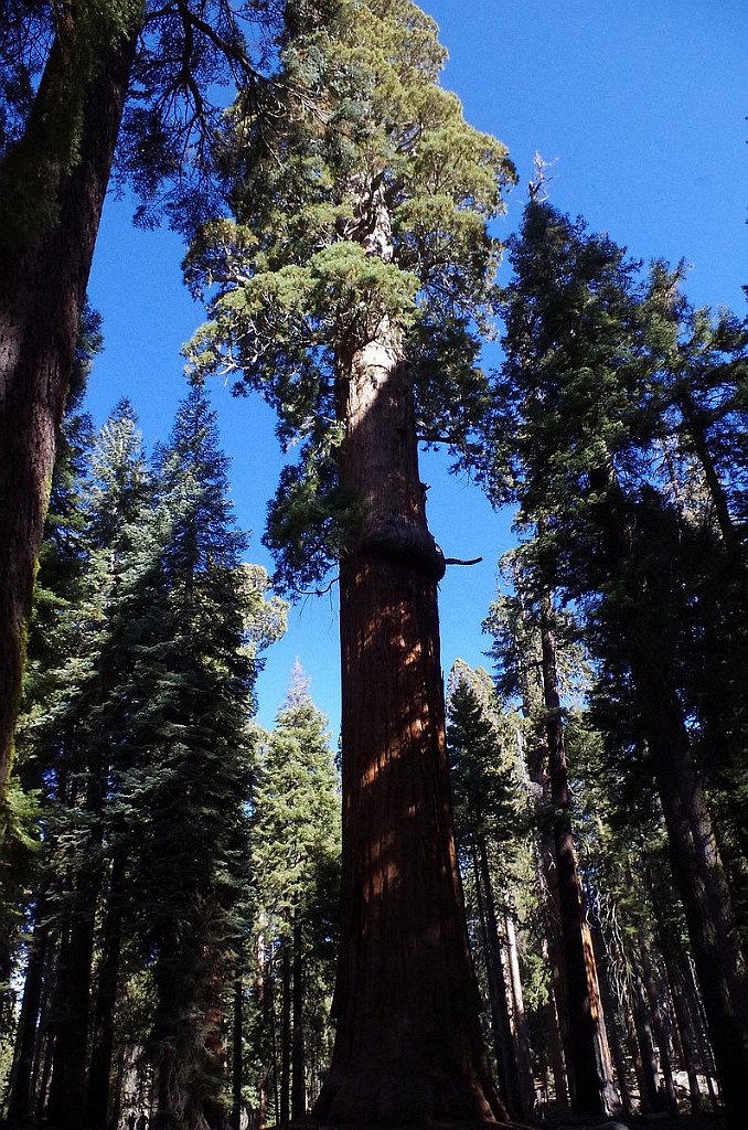 2019_1104_101949.JPG - Sequoia NP - Congress Trail