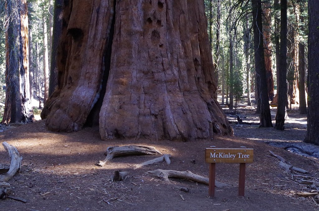 2019_1104_102128.JPG - Sequoia NP - Congress Trail