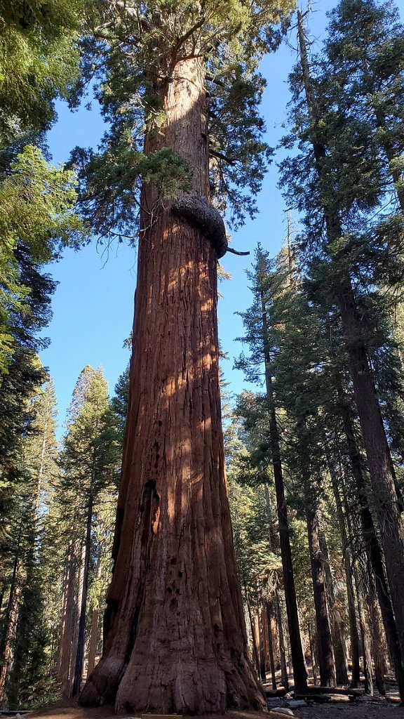 2019_1104_102209.jpg - Sequoia NP - Congress Trail