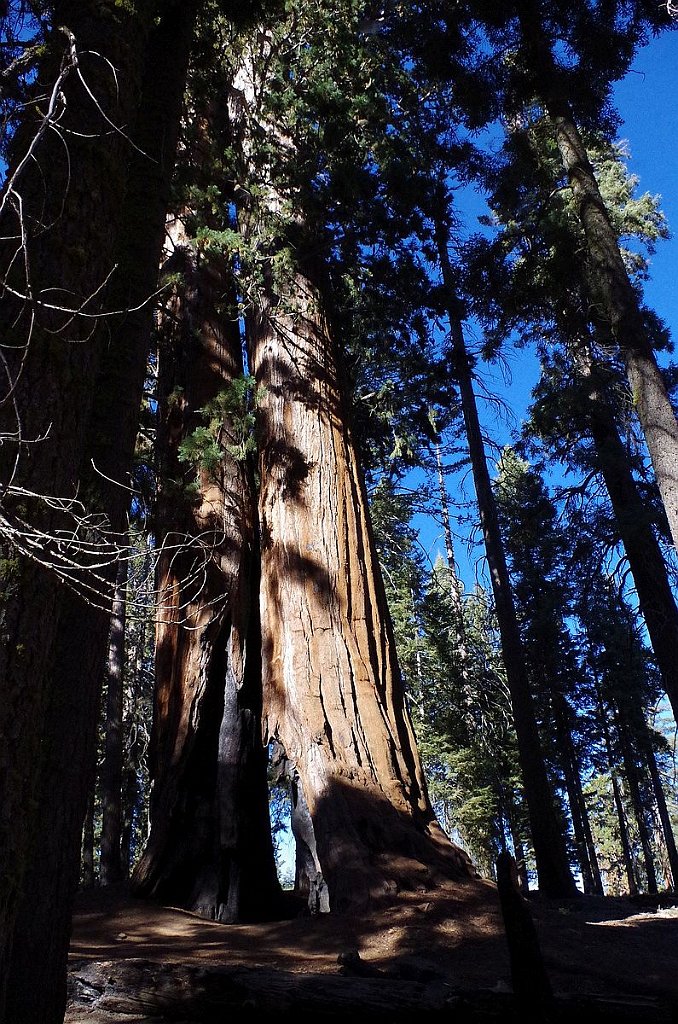 2019_1104_102432.JPG - Sequoia NP - Congress Trail
