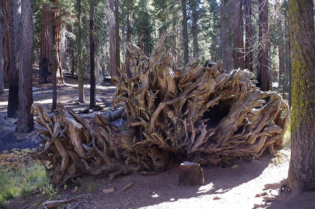 2019_1104_102452.JPG - Sequoia NP - Congress Trail