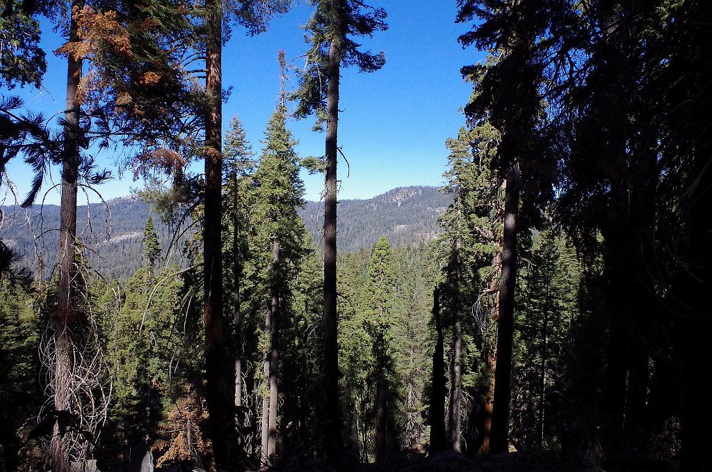 2019_1104_102841.JPG - Sequoia NP - Congress Trail