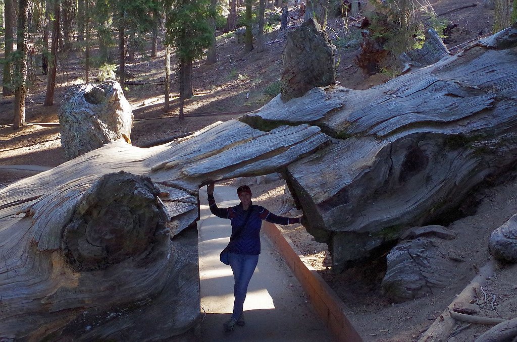 2019_1104_102935.JPG - Sequoia NP - Congress Trail