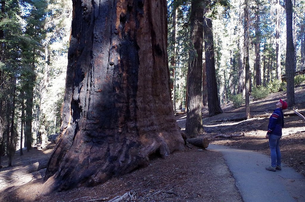 2019_1104_103133.JPG - Sequoia NP - Congress Trail