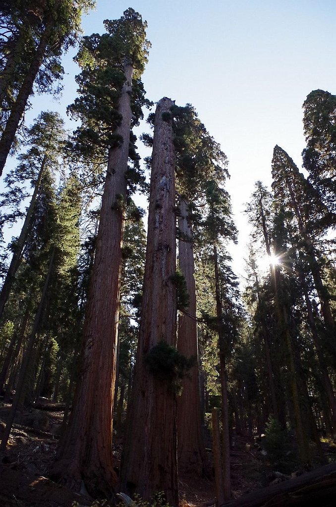 2019_1104_103607.JPG - Sequoia NP - Congress Trail