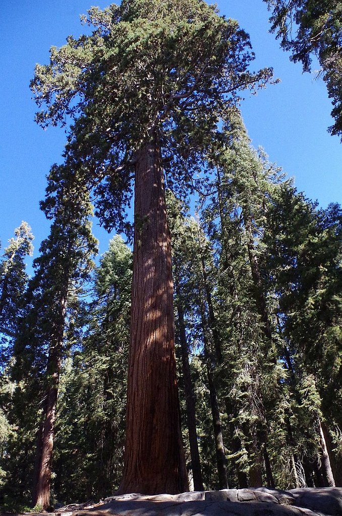 2019_1104_103713.JPG - Sequoia NP - Congress Trail