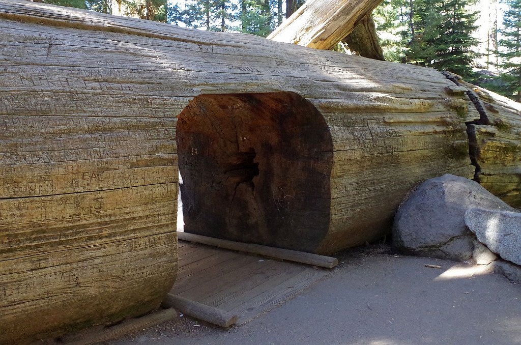 2019_1104_104759.JPG - Sequoia NP - Sherman Tree Trail