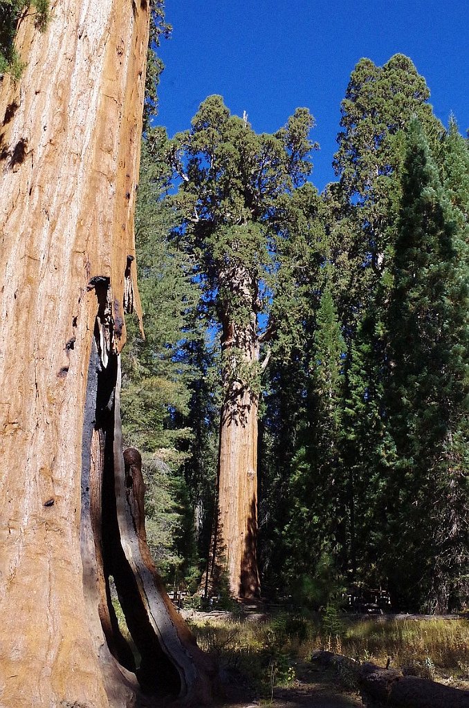 2019_1104_105012.JPG - Sequoia NP - Sherman Tree Trail