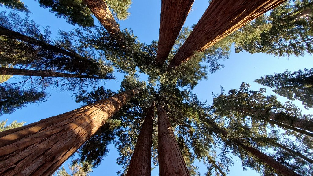 2019_1104_135501.jpg - Sequoia NP - Parker Group